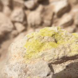 Image shows a detail of a yellow mineral on white rock