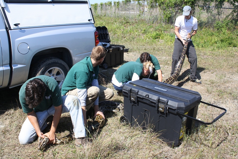 Image: A Record-Breaking Invasive Burmese Python
