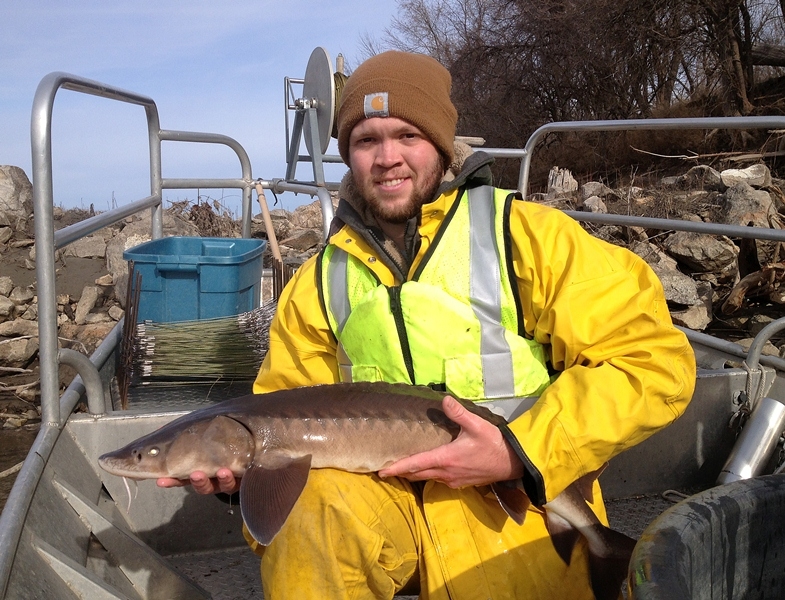 Missouri River Lake Sturgeon U.S. Geological Survey