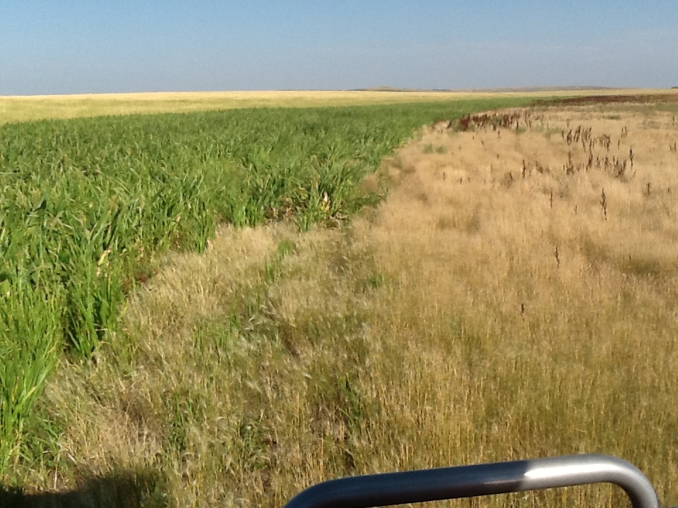 Vegetation at Dorman Slough, Lower Brule Indian Reservation, SD U.S. Geological Survey