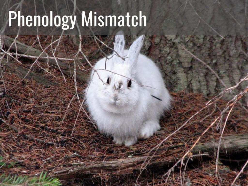 A white snowshoe hare sits on a bed of brown, dead leaves, with "Phenology Mismatch" written in upper left