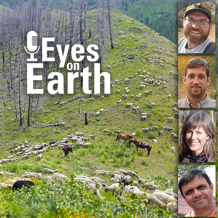 Eyes on Earth Episode 135 – Exotic Annual Grasses and Sheep Grazing
