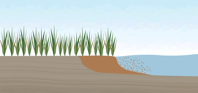 Animation shows tides washing away brown mud from the shoreline and eroding green marshgrass. A graph follows the tide.