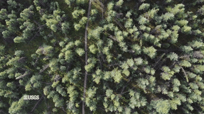 Aerial view of a boreal forest