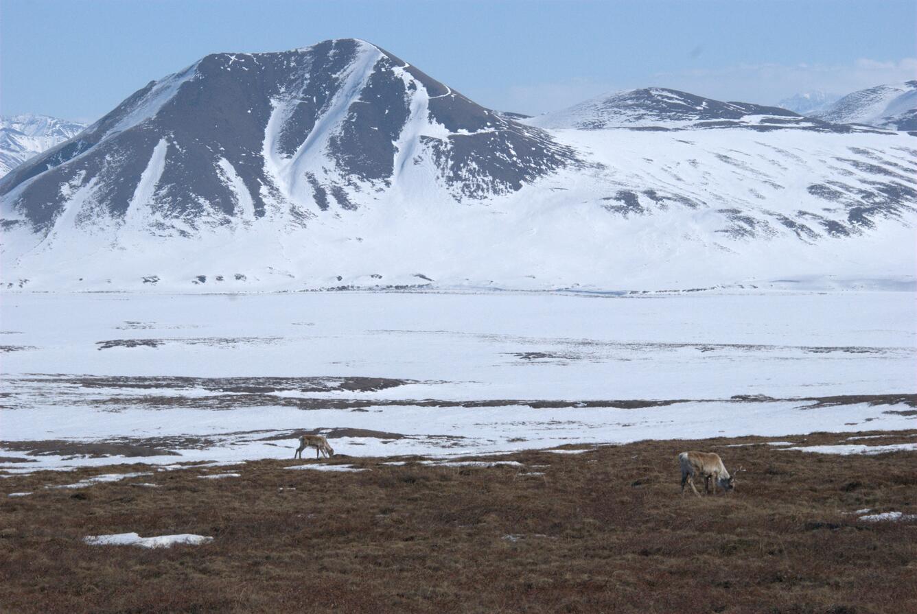 Caribou in the Winter in Northern Alaska