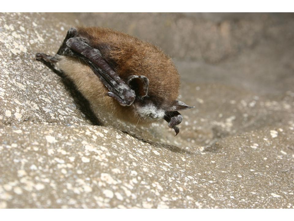 Image: Brown Bat with Fungus