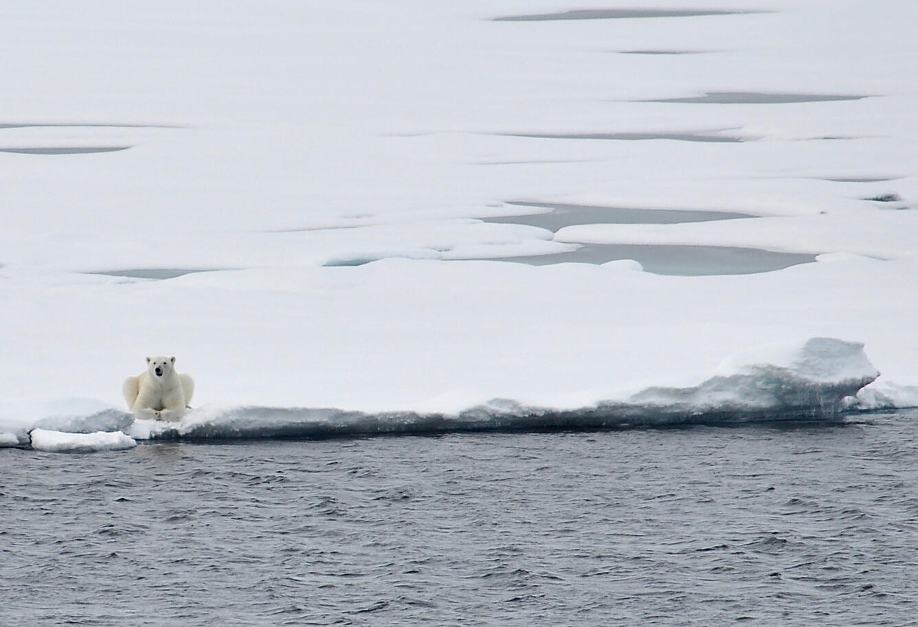 Image: Polar Bear