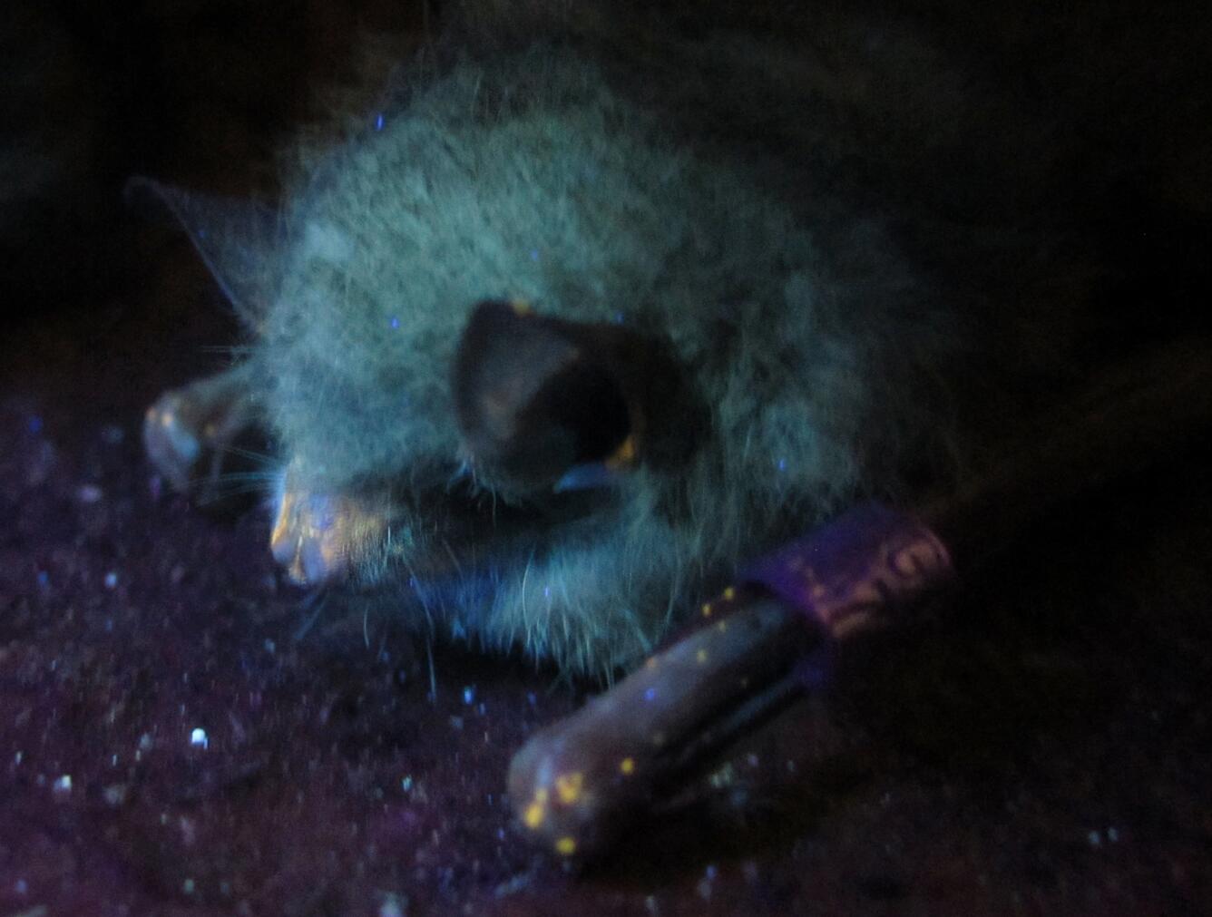 Image: White-Nose Syndrome Lesions Under UV Light