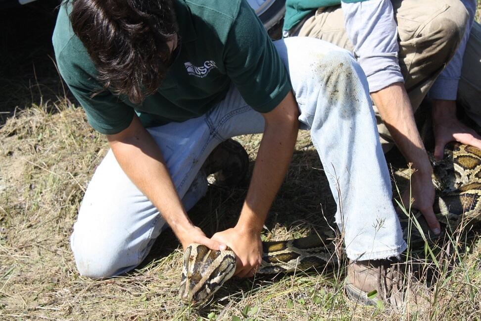 Image: A Record-Breaking Invasive Burmese Python