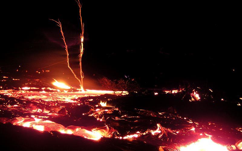 Lava flow moves past defoliated `ohi`a tree