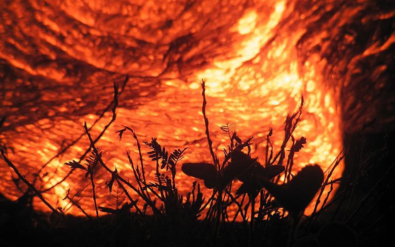 Looking through grass and shrubs at advancing toes of lava