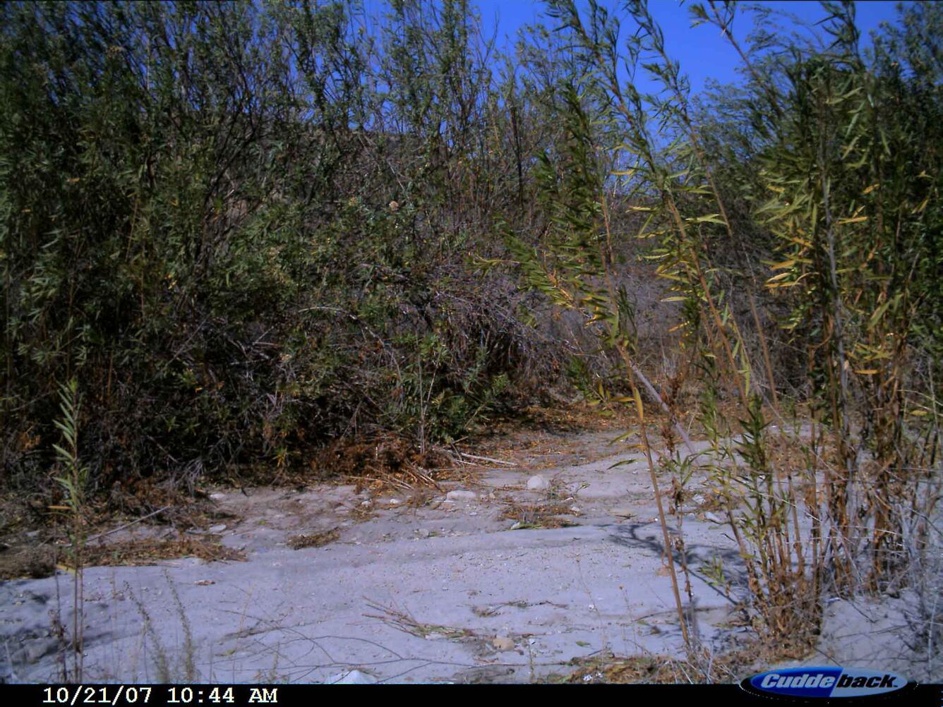 Movement triggers the motion-activated camera