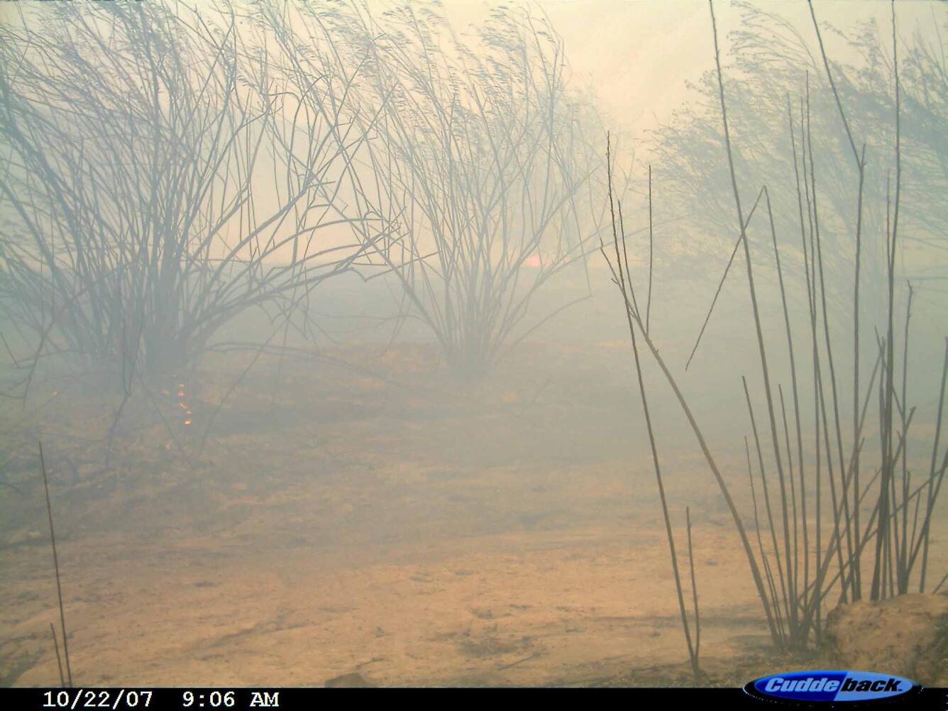 fire burns streamside shrubs