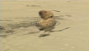 video thumbnail: Sea Otter B-roll