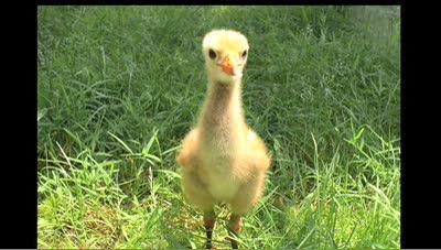 video thumbnail: Whooping Cranes