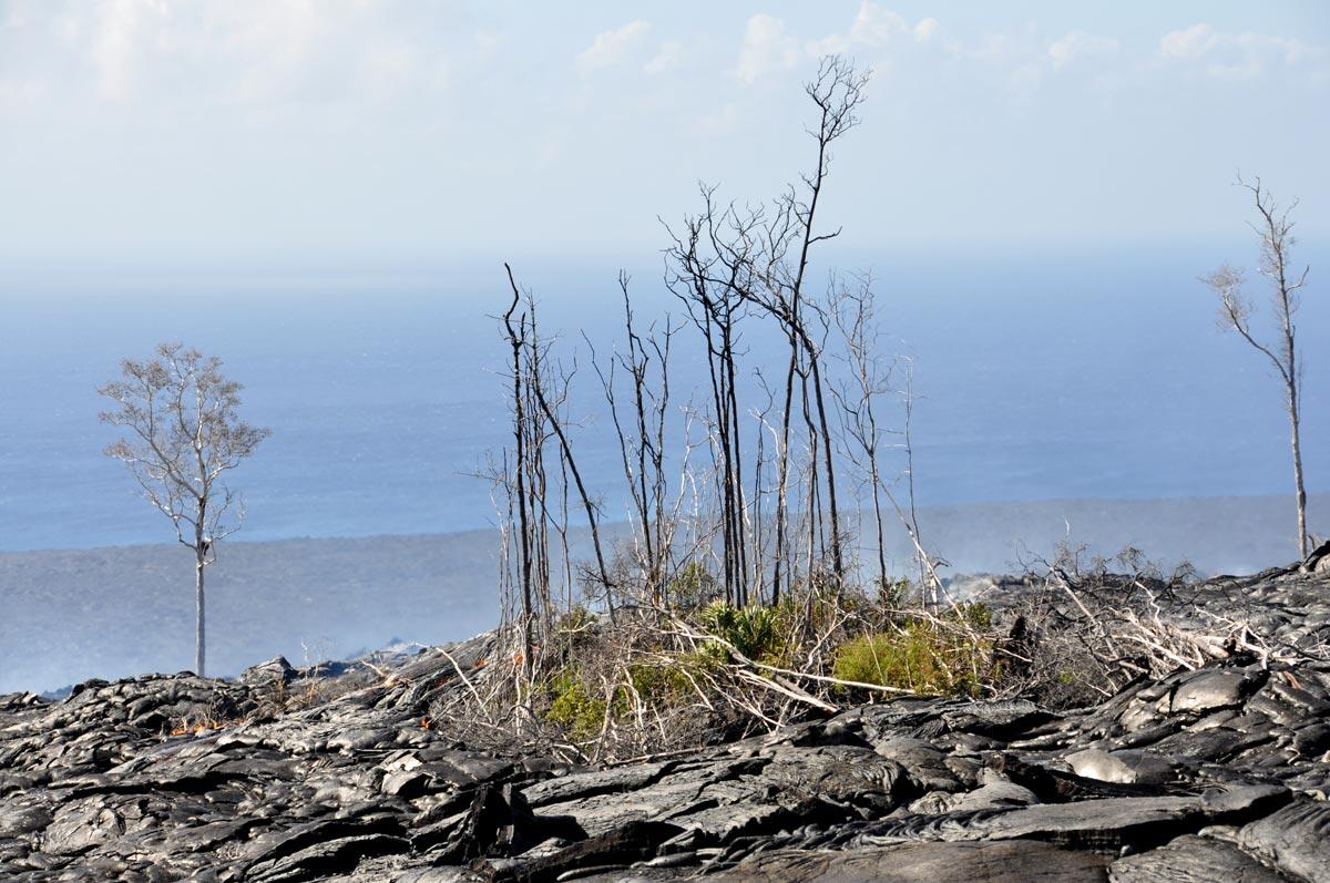 Image: Lava Flow Burning Vegetation