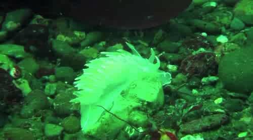 video thumbnail: Scuba Divers Catalogue Aquatic Life
