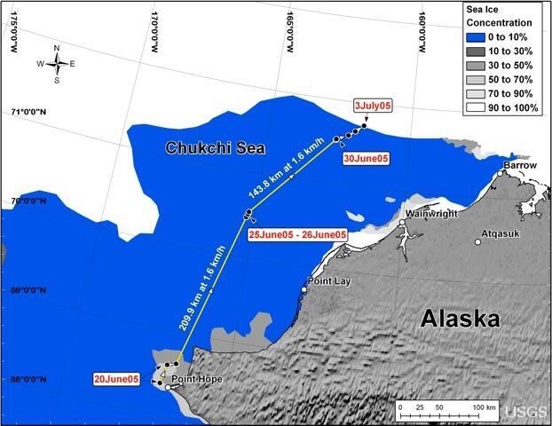 Image: Scientists Track Polar Bears