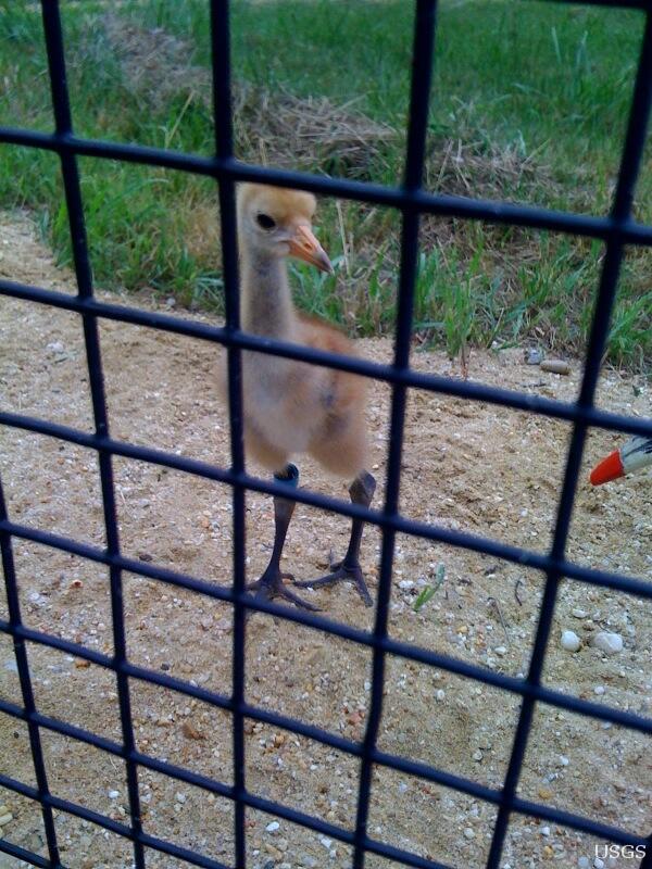 Image: Whooping Crane Chick L3-10 