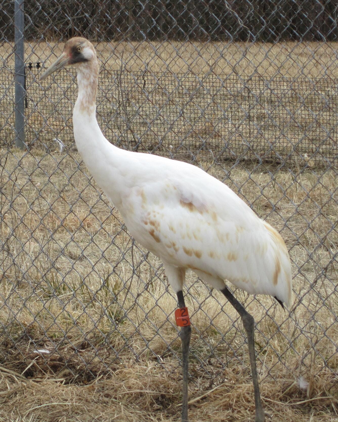 Image: Whooping Crane Chick L7-10