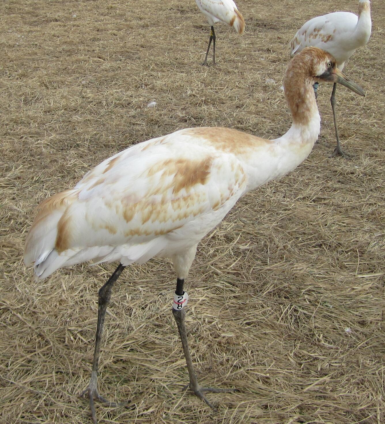 Image: Whooping Crane Chick