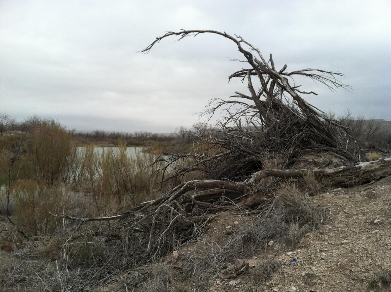 Pecos River at low water crossing near Hwy 349, TX - sprayed salt cedar