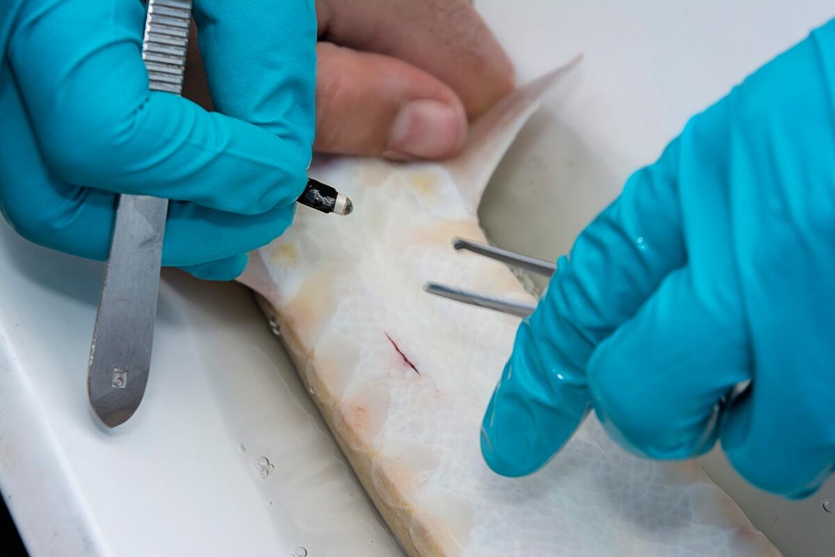 Image: Surgical Implantation of an Acoustic Telemetry Transmitter