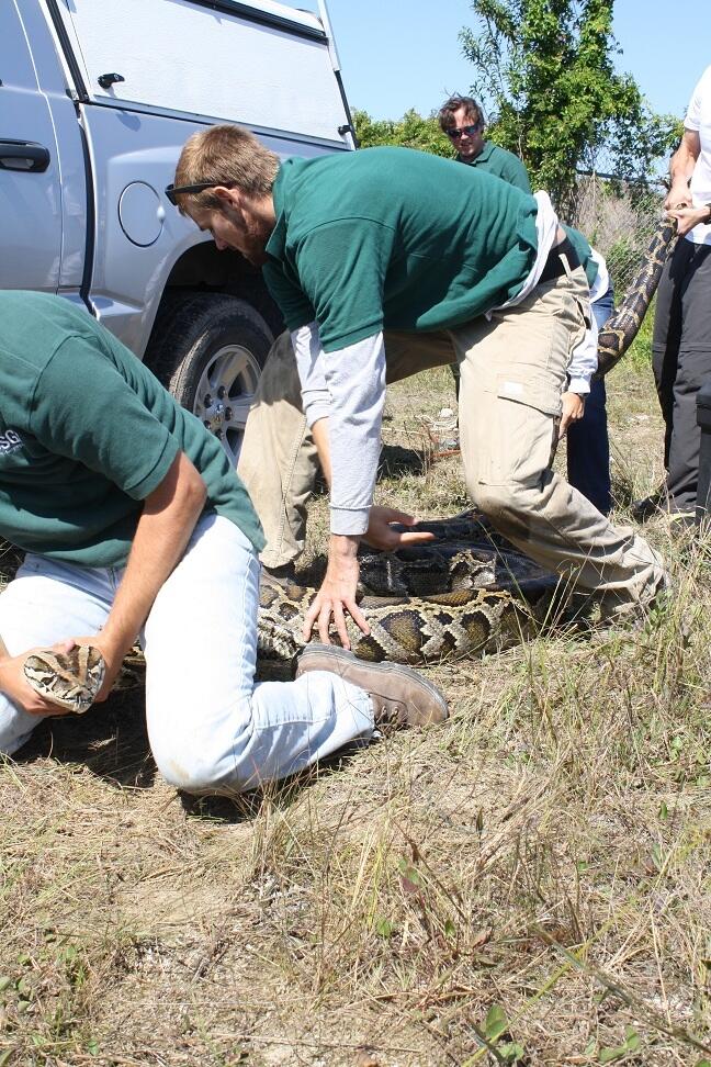 Image: A Record-Breaking Invasive Burmese Python