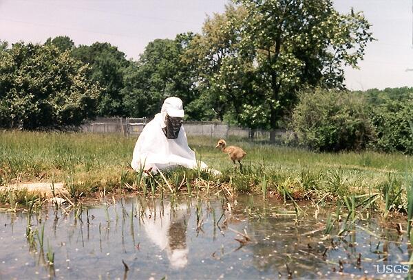 Image: A Costumed USGS Whooping Crane Caretaker with Chick