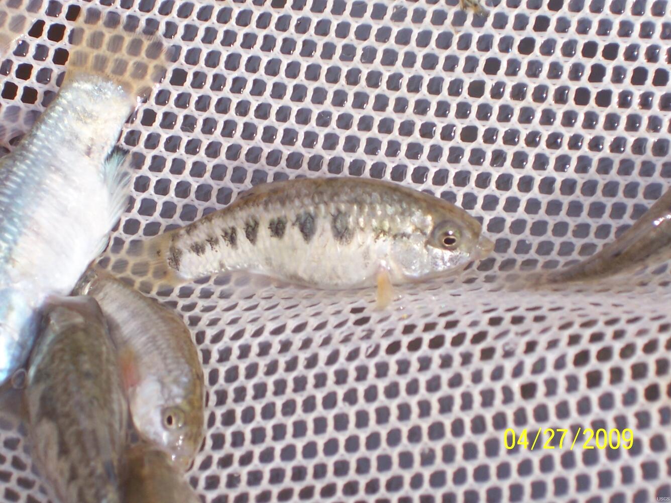 Image: Female Desert Pupfish