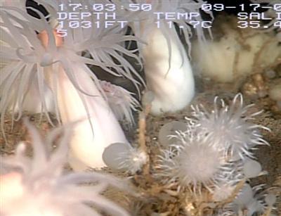 video thumbnail: Anemones