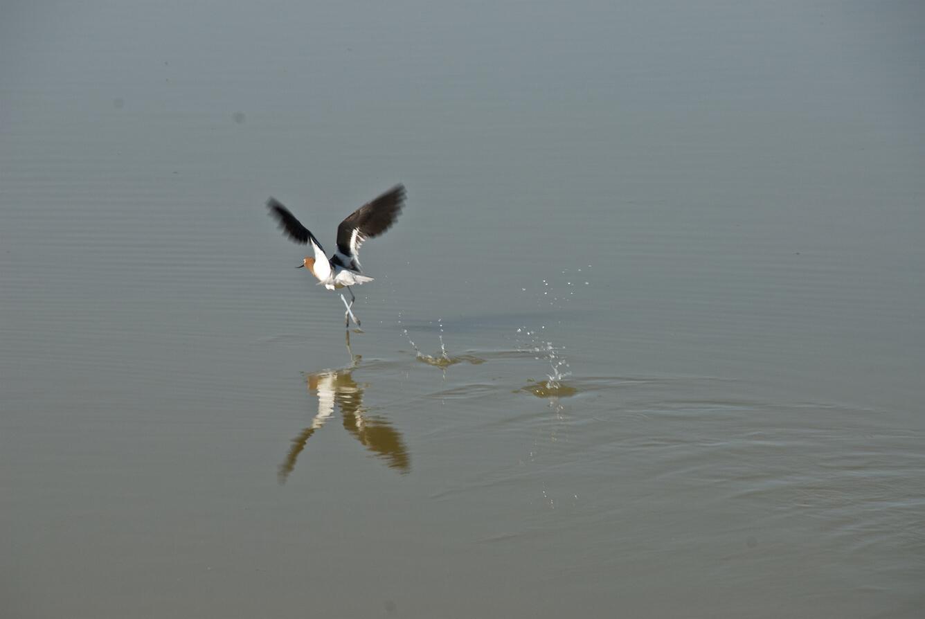 Image: American Avocet