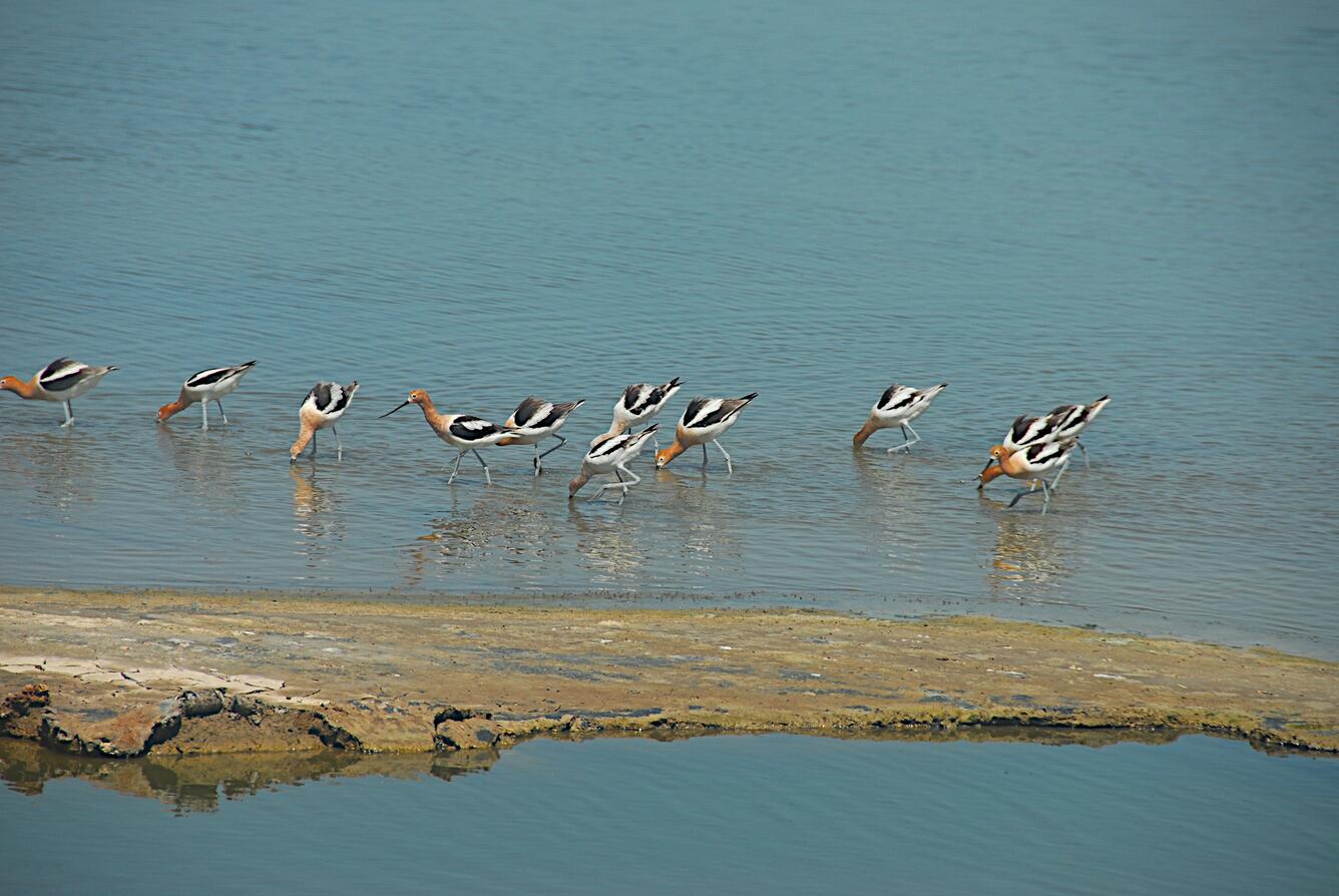 Image: American Avocet Feeding