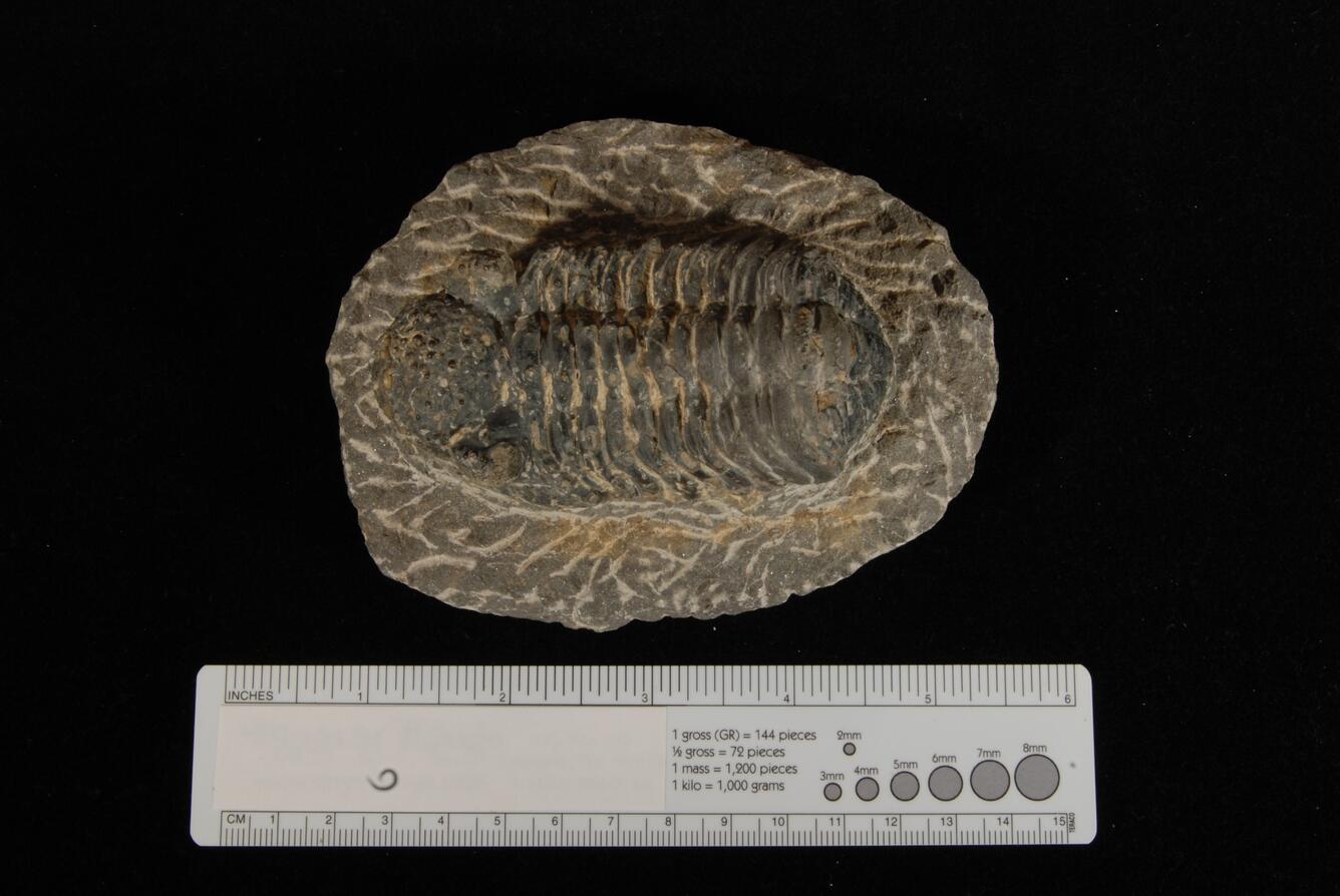 Image: Trilobite Fossil (Phacops rana africana)