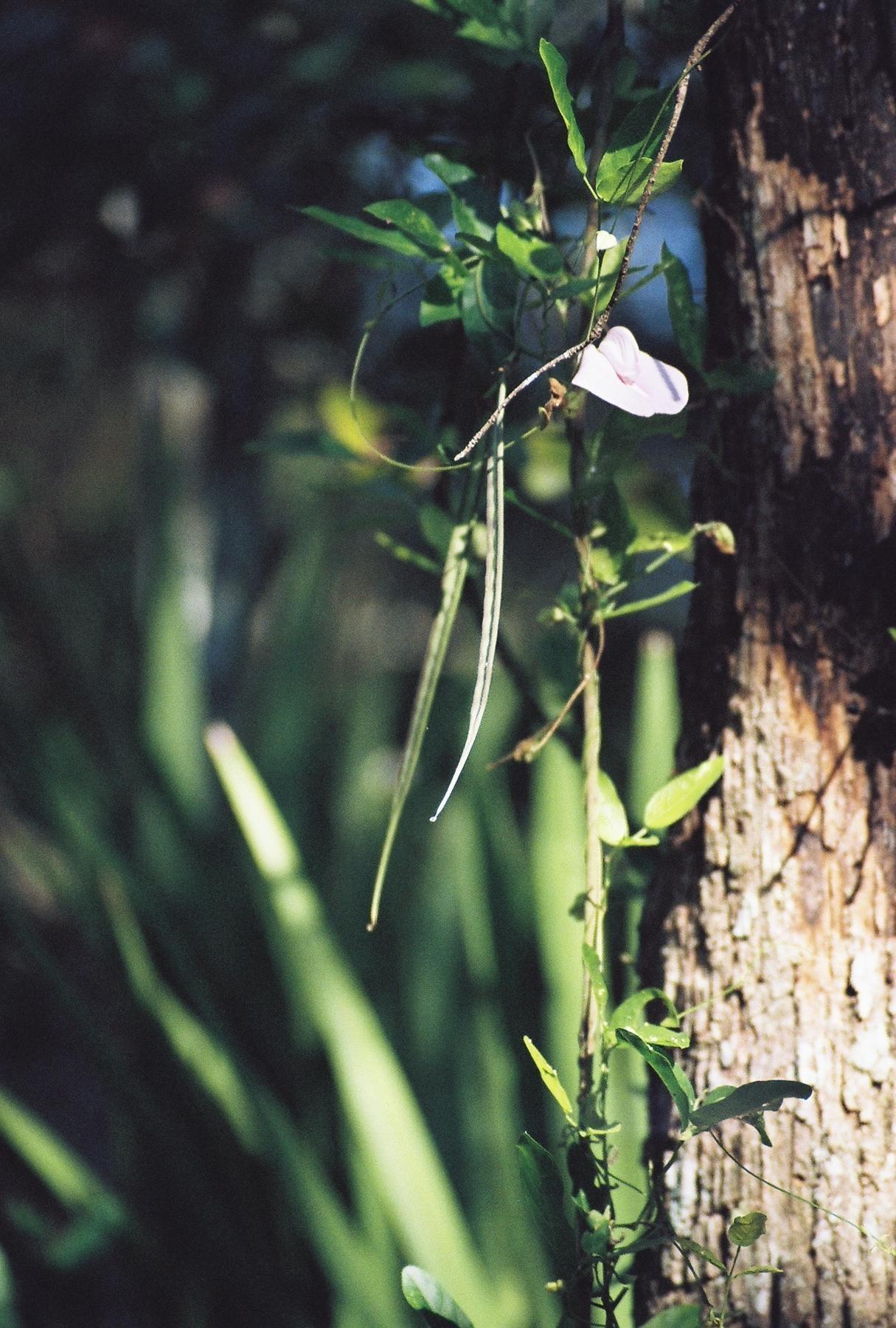 Image: Butterfly Pea (Centrosema virginianum)