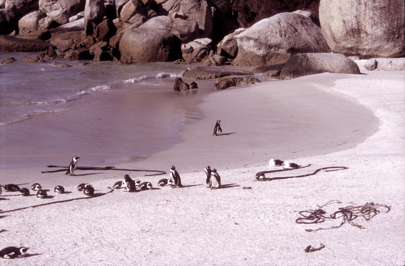 Image: African Penguin (Spheniscus demersus)