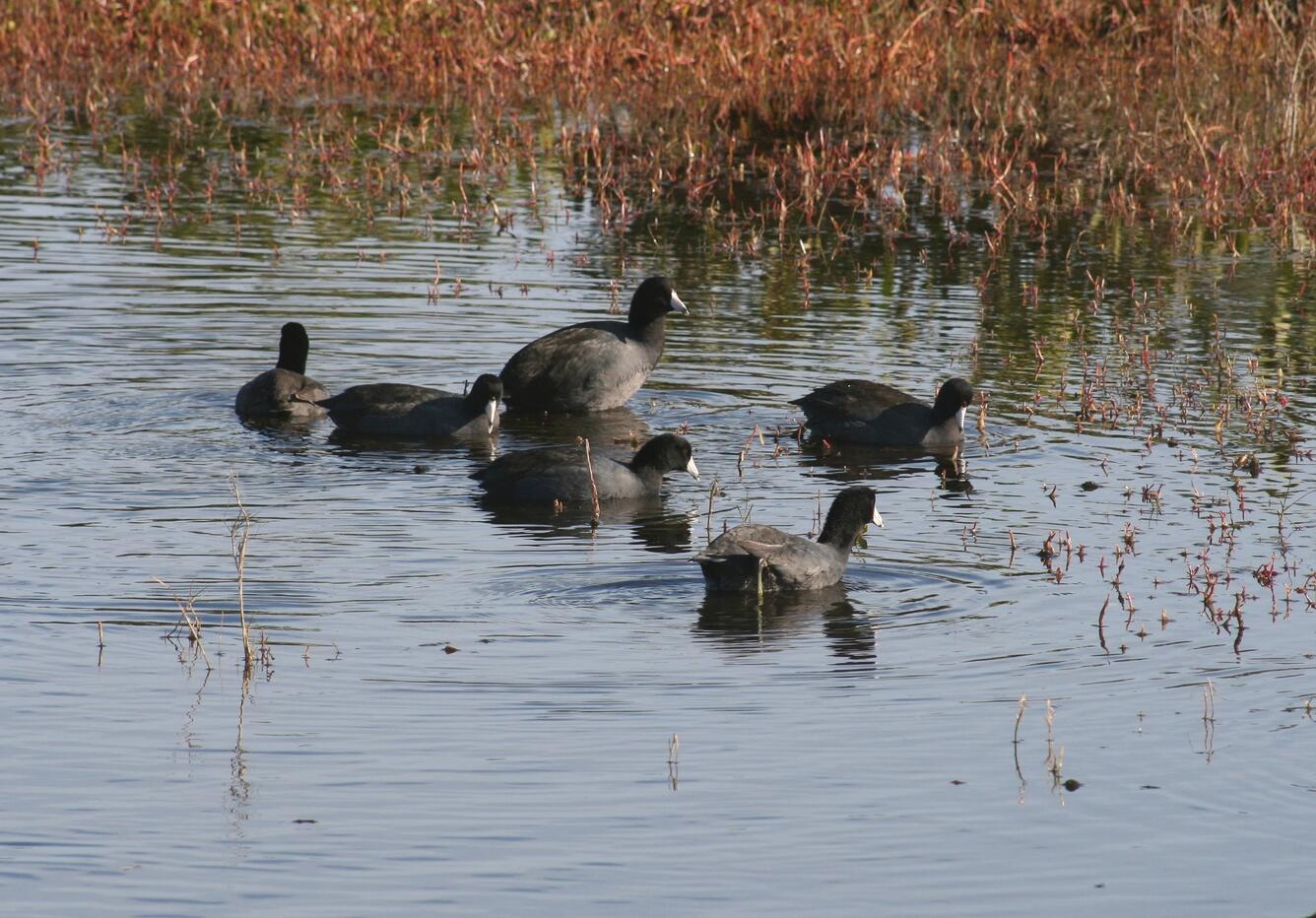 Image: American Coots (Fulica americana)