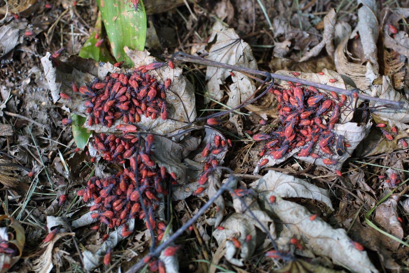 Image: Boxelder Bugs Gather on the Leaves of Hosta 7