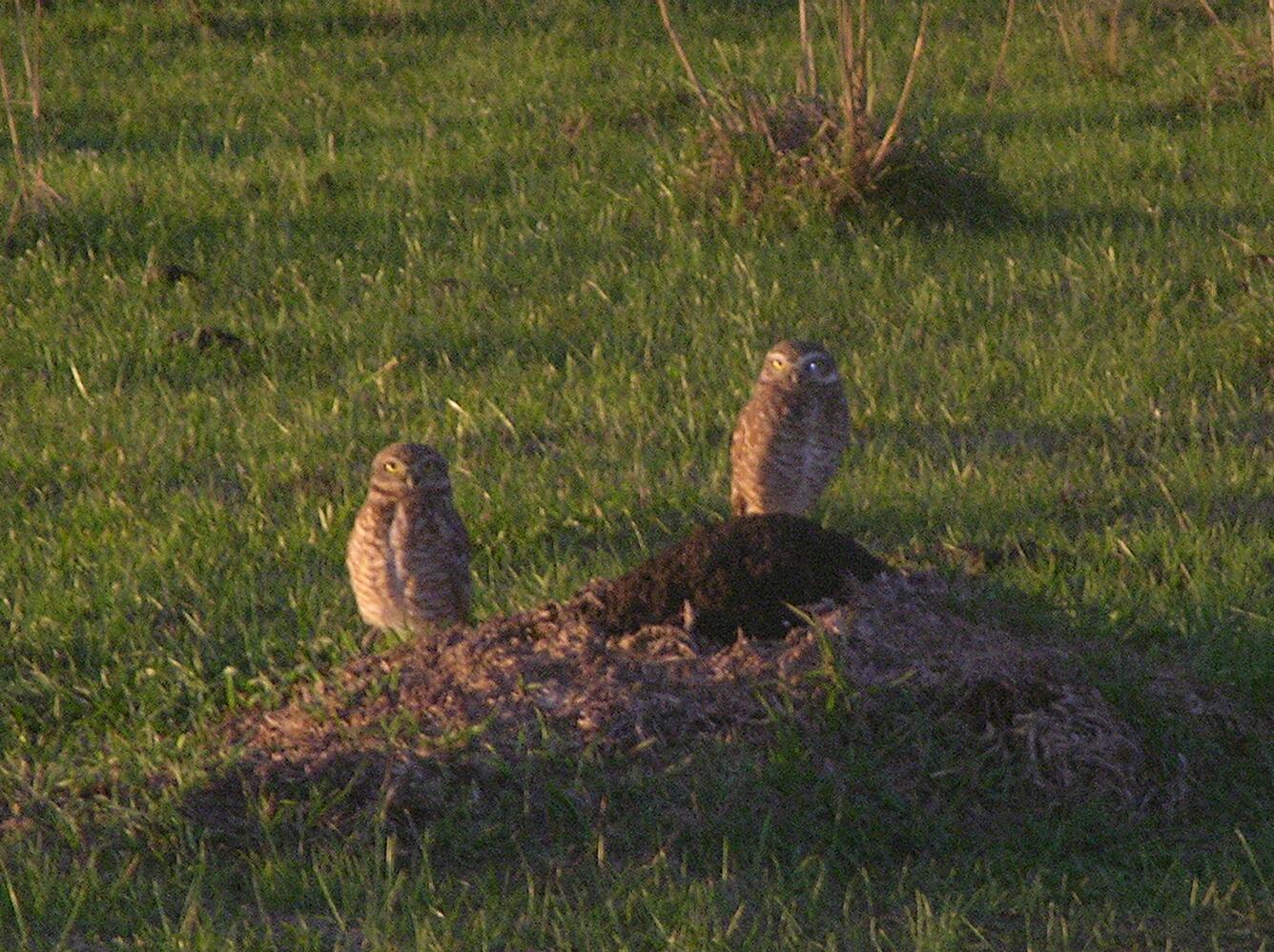 Image: Burrowing Owls Perched on Ground Near Burrow