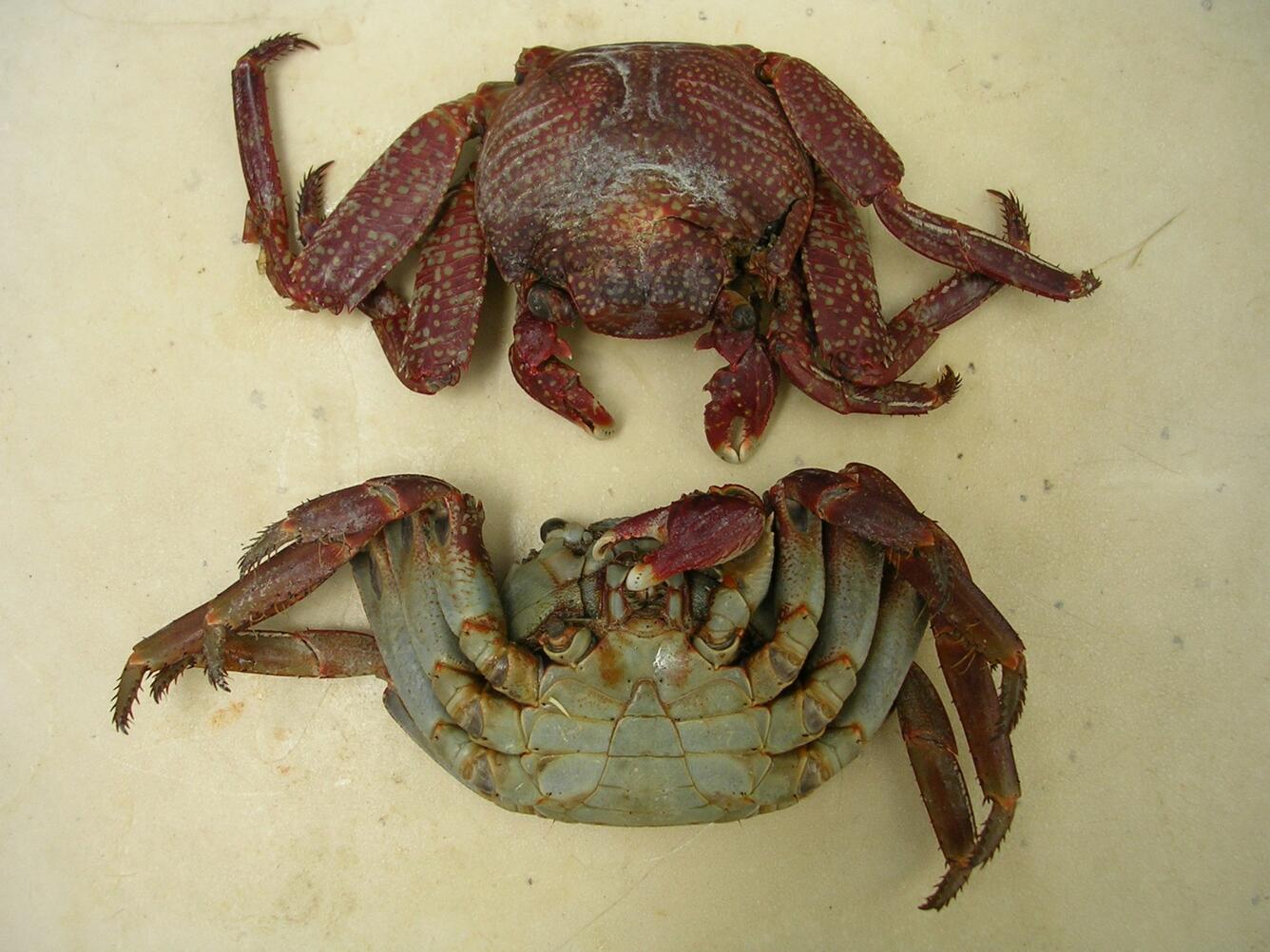 Image: Sally lightfoot crab (Grapsus grapsus)