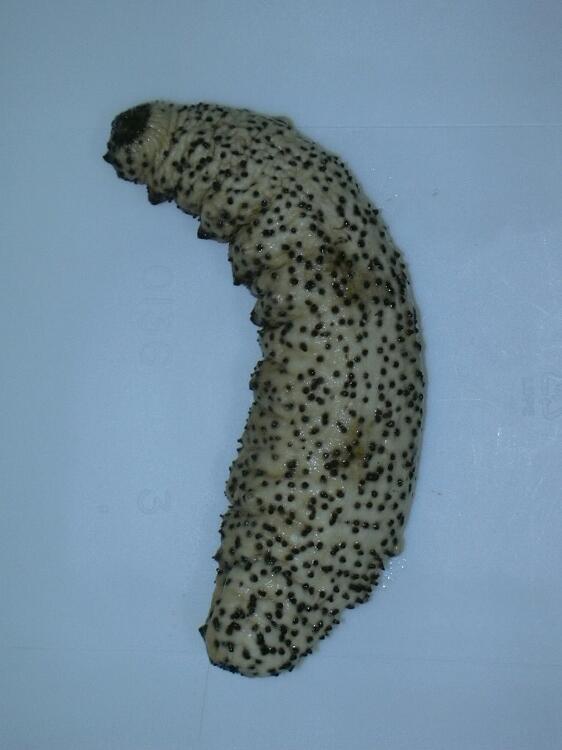 Image: Sea cucumber