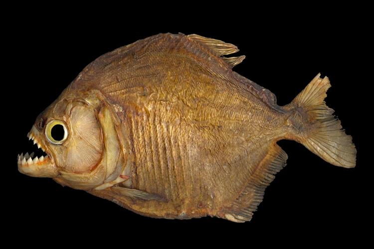 Image: Piranha (dried specimen)