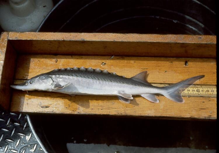Image: Measuring a White Sturgeon
