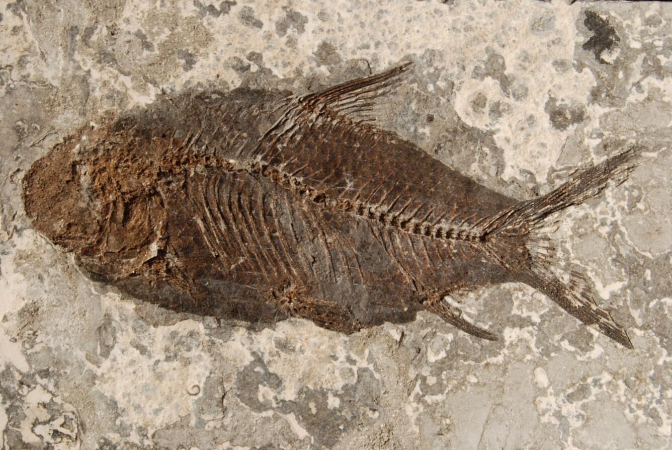 Image: Fossil Fish (Jiang Hanichthys)