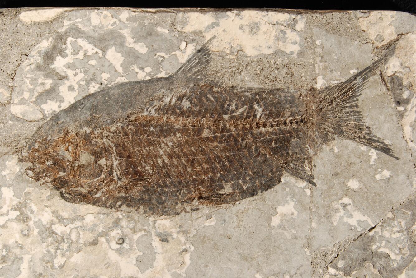 Image: Fossil Fish (Jiang Hanichthys)