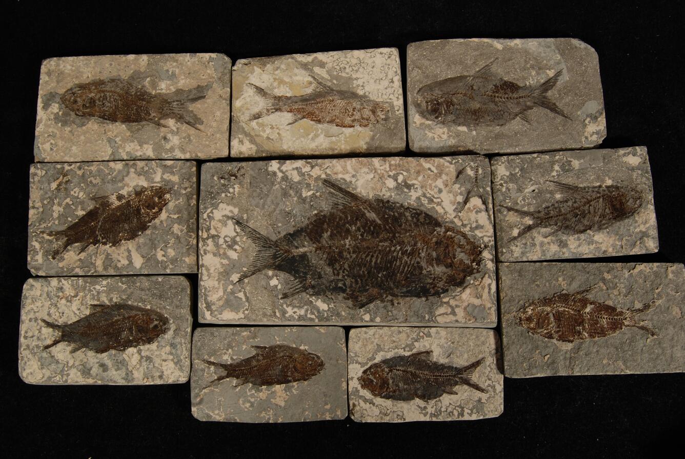 Image: Fossil Fish (Jiang Hanichthys)