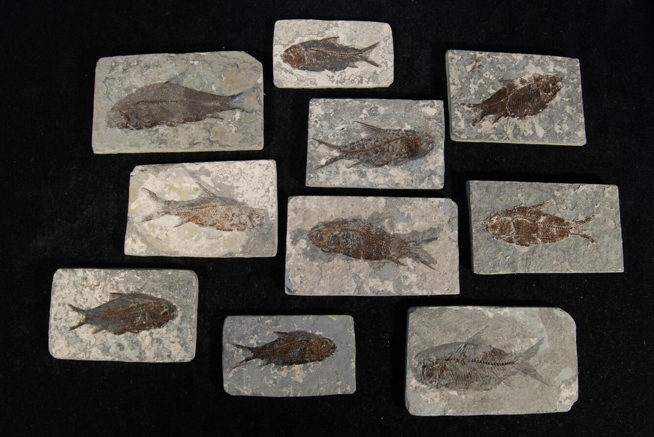 Image: Fossil Fish (Jiang Hanichthys)