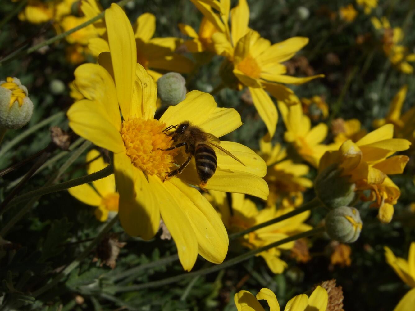 Image: Honey bee (Apis mellifera) on a daisy in Africa