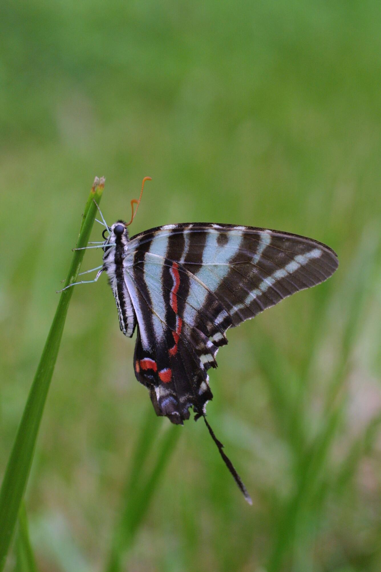 Image: Zebra swallowtail butterfly on a blade of grass