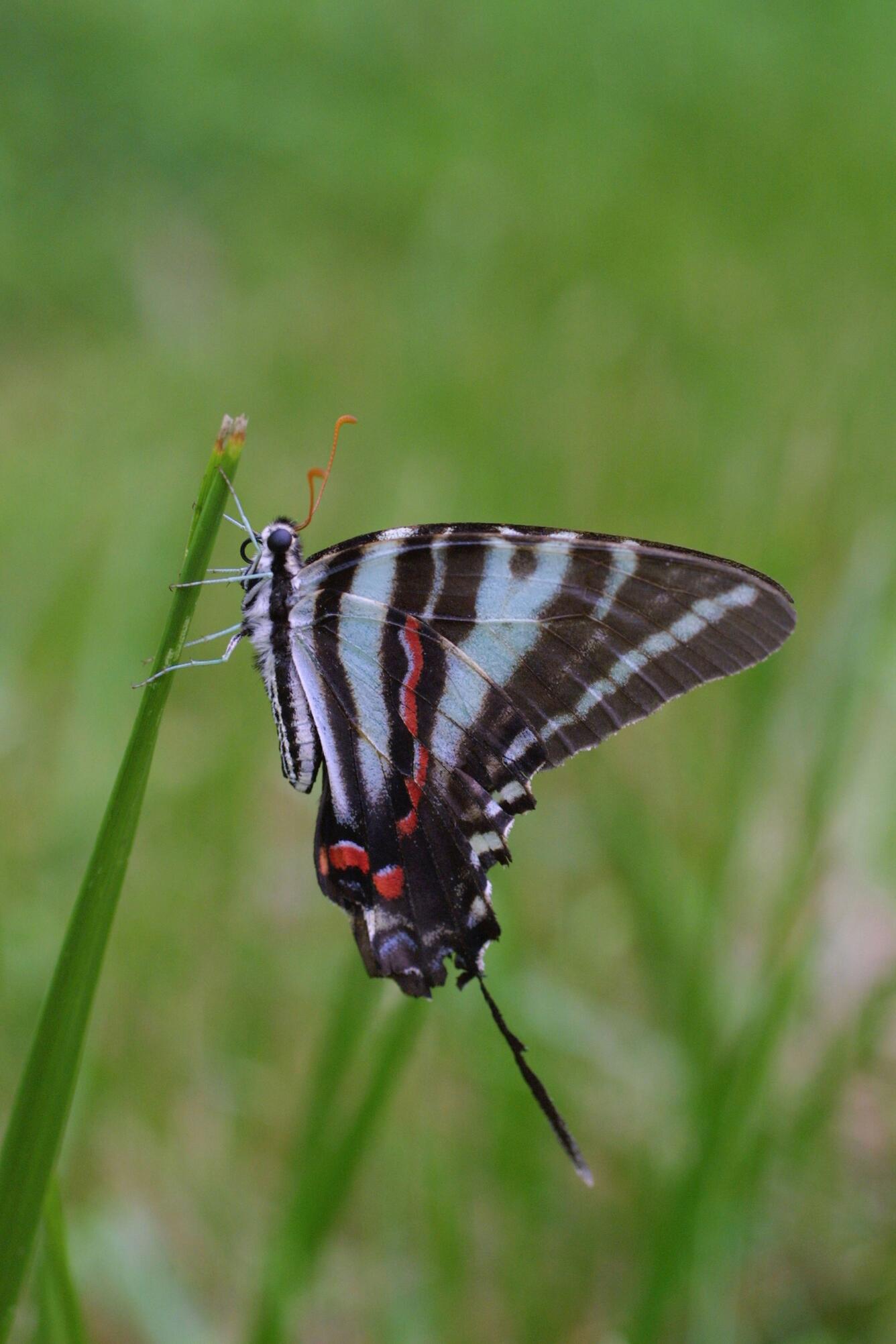 Image: Zebra swallowtail butterfly on a blade of grass